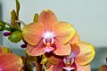 Ogr�d Botaniczny - Wystawa Orchidei